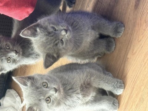 Uygun british shorthair yavrular