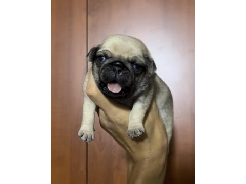 Pug köpekler rezerveye açık sadece