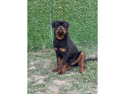 A şecereli üst düzey kaliteli genç rottweiler