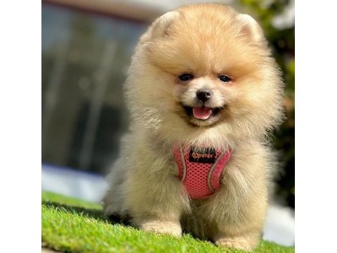 Sevimli pomeranian boo yavrularımız