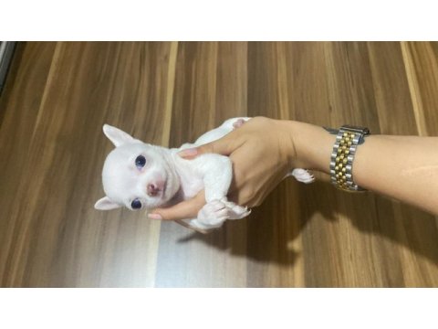 Acil chihuahua bebeklerimi sahiplendiriyorum acil