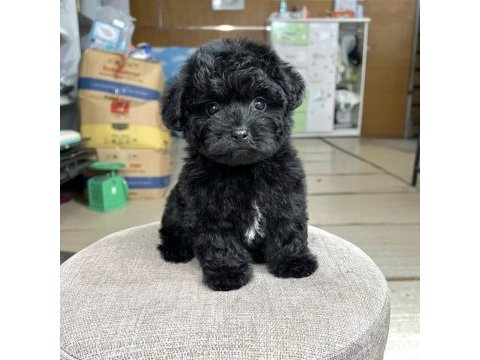 Siyah maltipoo oğlumuz rolex