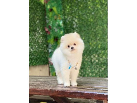 Pomeranian boo yavrular