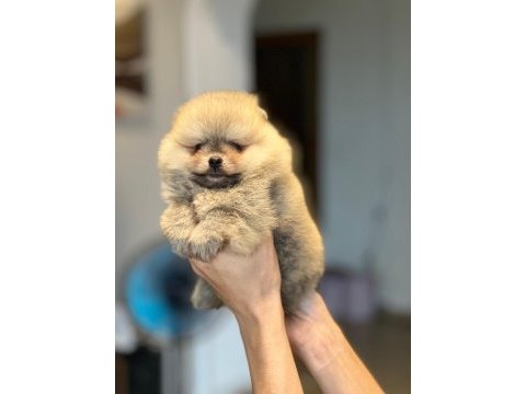 Pomeranian boo yavrular