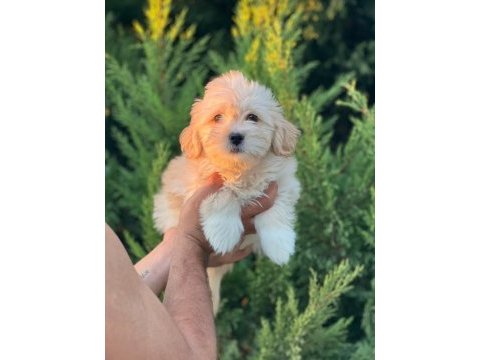 Maltipoo yavrular adrese gönderim ve kapıda ödeme vardır