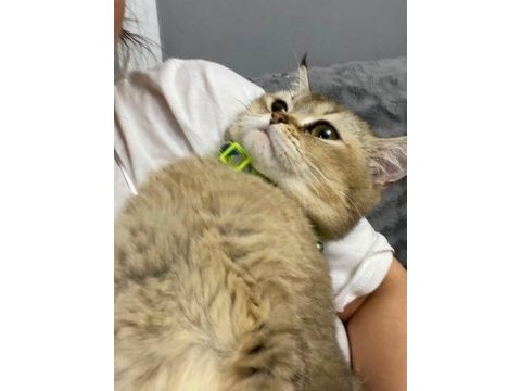 Melez dişimiz