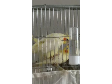 Yumurtalı lutino sultan papağanı çifti