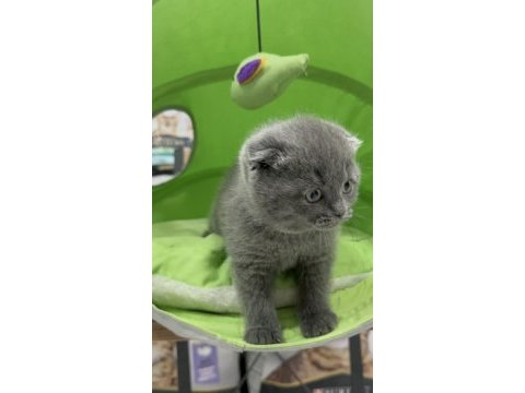 Scottish fold dişi yavrumuz
