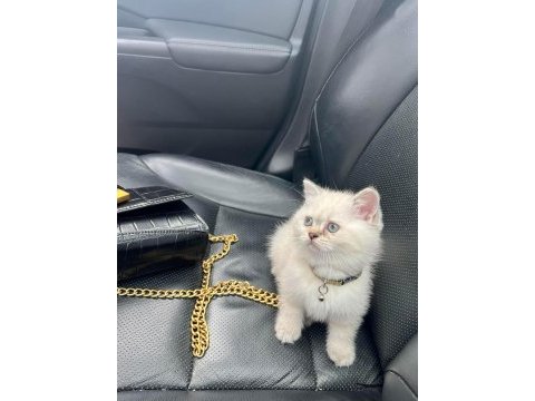 Safkan dişi british shorthair yavrumuz