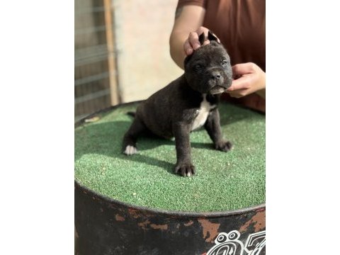 Dev anne babadan cane corso