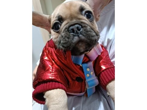 Platin sarısı çok tatlı french bulldog kızımız