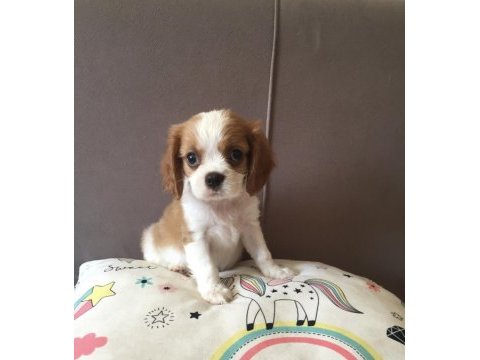 Mükemmel kalite cavalier king charles yavrular