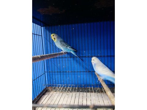 A kalite jumbo ve normal muhabbet kuşlarım