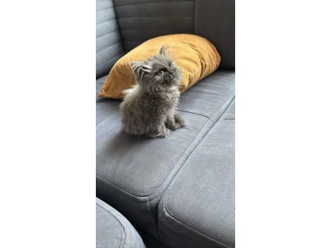 Kedimizi yurt dışı için acil sahiplendirmemiz gerek