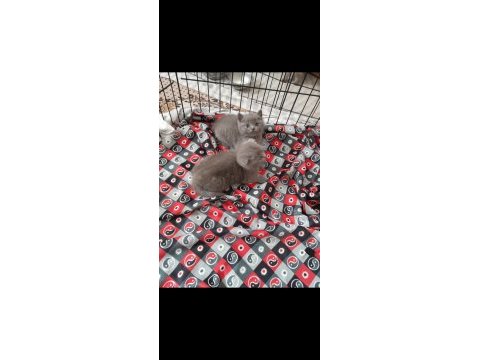 Safkan scottish fold yavrular
