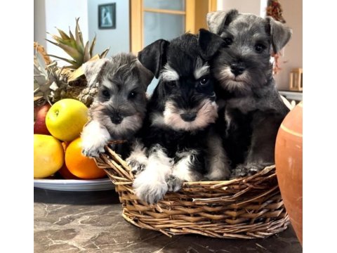Fcı şecereli miniature schnauzer'ler