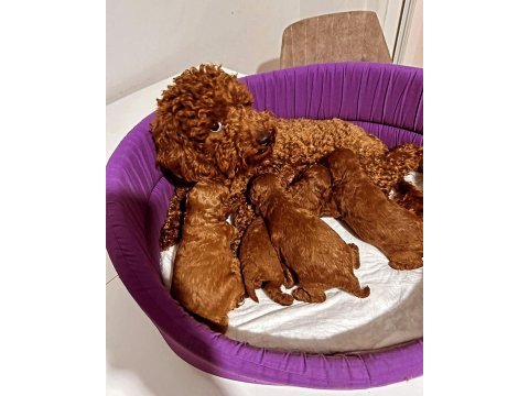 Toy poodle yavrular hazır ankara mağazamızda  görün 