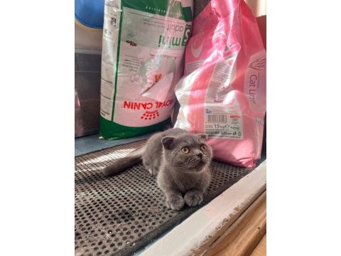 Scottish fold yavru erkek
