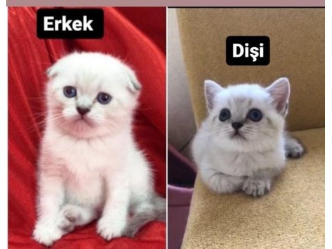 1 yetişkin 2 yavru scottish fold