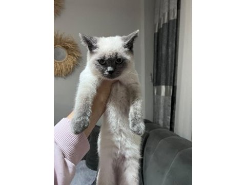 4 aylık erkek uysal siyam kedisi