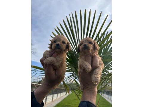 Toy poodle yavrularımız