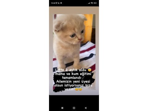 Scottish fold yavrularımız yeni yuvalarına gitmeye hazır