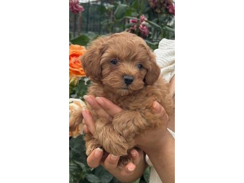 Maltipoo yavrular