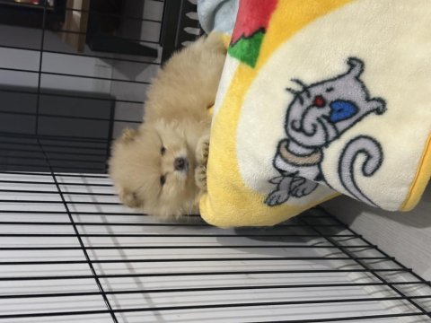1 aylık pomeranian boo bebeklerimiz