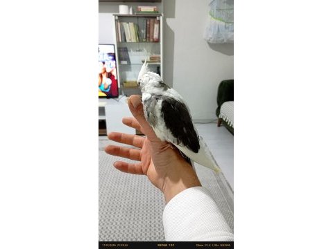 Ele alışkın yavru sultan papağanı