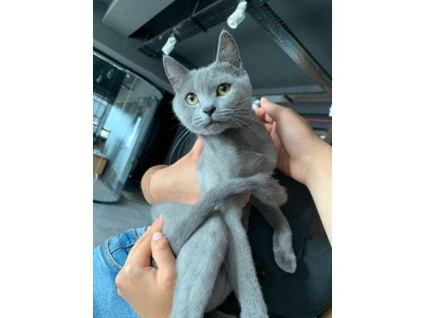 Uysal british shorthair balımıza yeni yuva