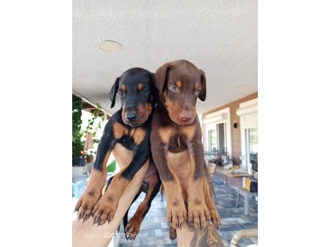 Irk garantili doberman yavrular