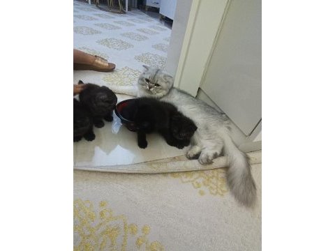 Yavru kedimiz 2 aylık