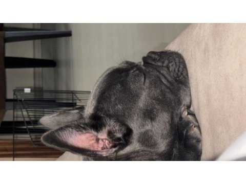 6 aylık sosyal erkek fransız bulldog