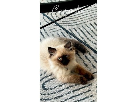 Acil mama karşılığında verilecek birman kedisi