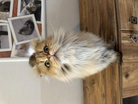 Veteriner hekimden scottish fold highland