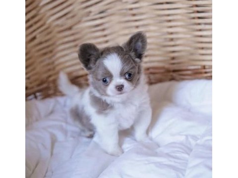 Xs dişi erkek safkan chihuahua yavrularımız