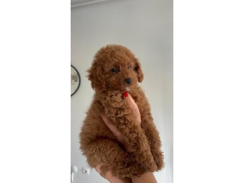 Yeni yuvasına gitmeye hazır toy poodle bebeğimiz