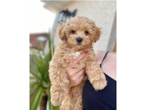 Birinci sınıf maltipoo yavruları