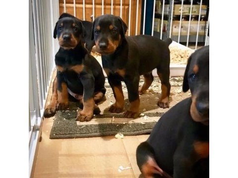 Afacan doberman bebekler kapıda ödeme mevcuttur