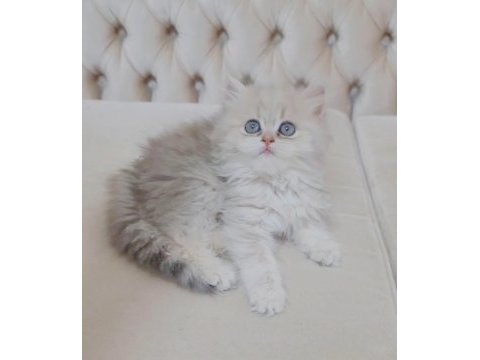 British longhair dişi yavrumuz