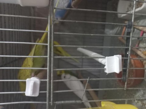 Yavru çift damızlık erkek dişi muhabbet kuşu bulunur