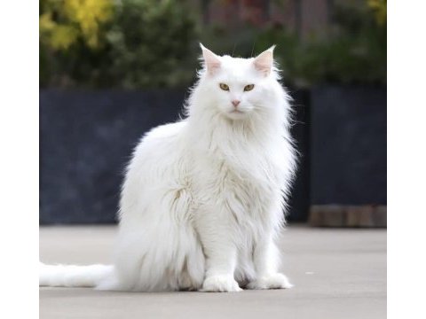 Türkiyede nadir ırk maine coon yavrularımız