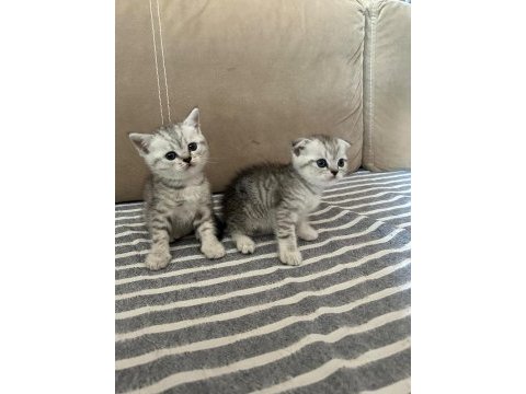 Scottish fold erkek kedimiz