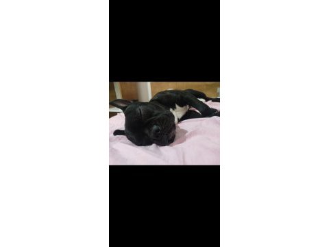 Erkek french bulldog