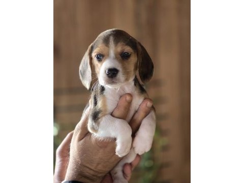 Safkan beagle yavruları