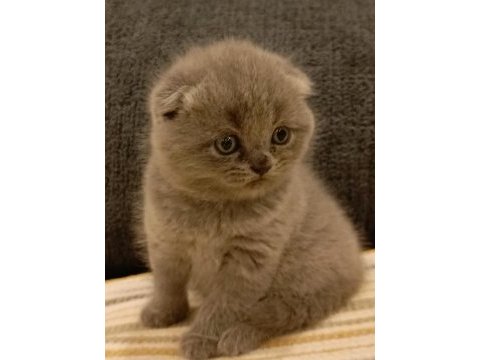 Dişi scottish fold yavrular