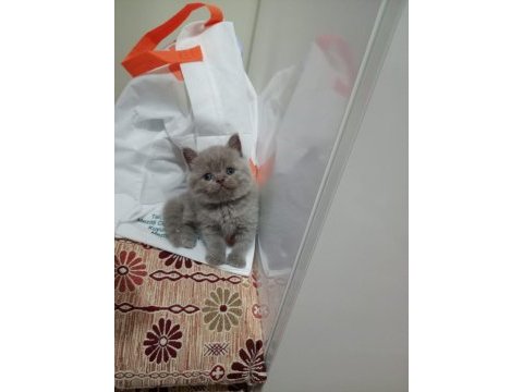 British shorthair dişi lilac yavrular