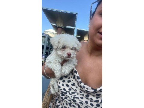 40 günlük erkek maltipoo