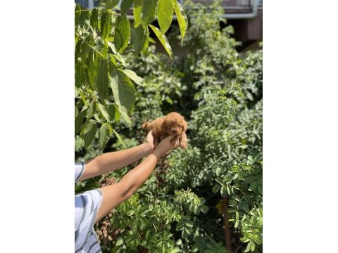 Üst kalite poodle bebekler