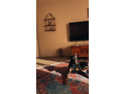Acil ücretsiz doberman sahiplendirme